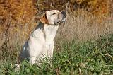 LABRADOR 365